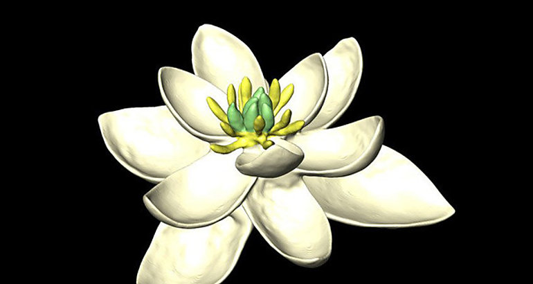 Primera flor