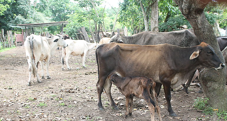 Ganado 3