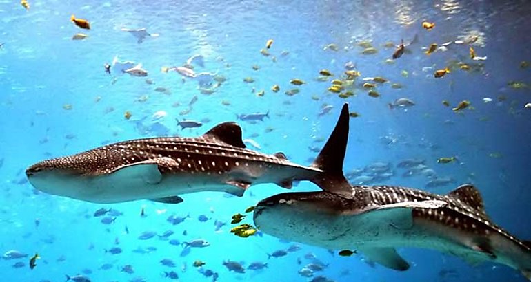 Acuario  peces
