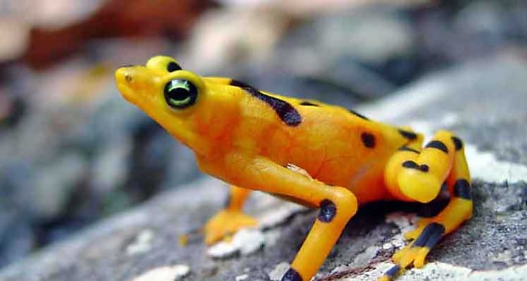 Rana dorada