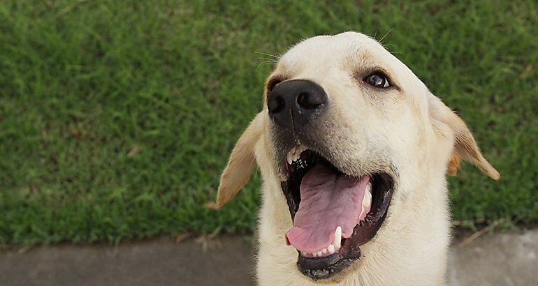 Perro