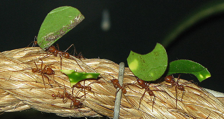 Hormigas