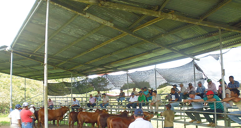Feria de ganado