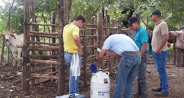 Inseminacin animal  ganado