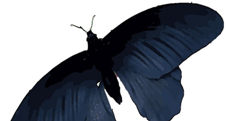 Mariposa negra