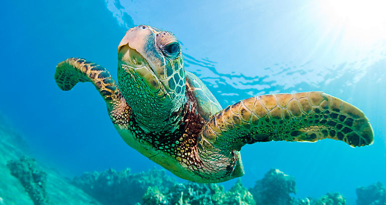 Tortugas Marinas