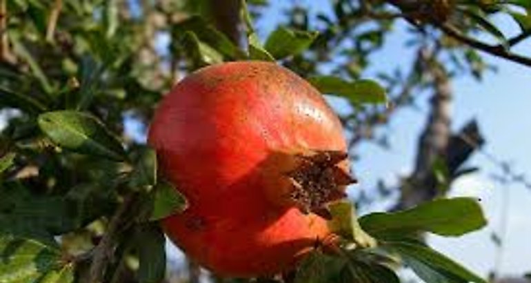 granadas fruta