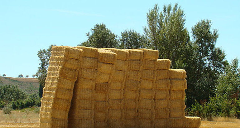 Paja 