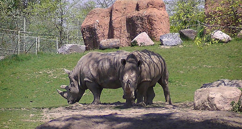 Zoologico