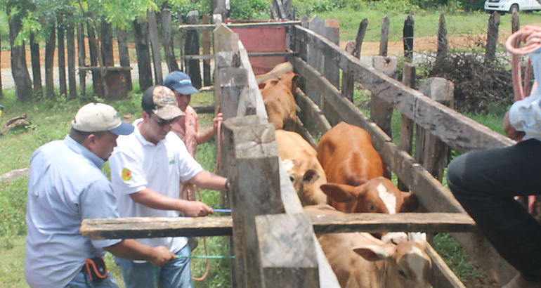 Trazabilidad Bovina 