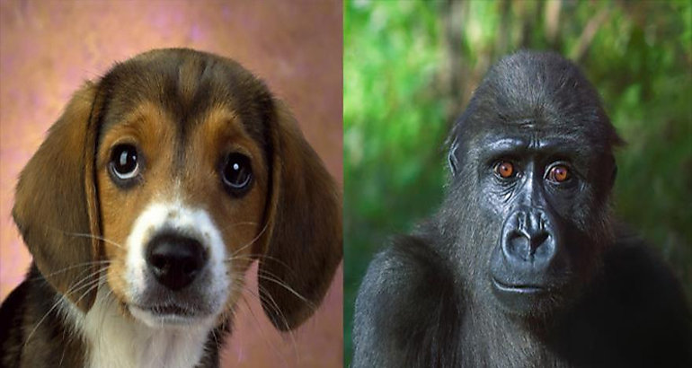 Perro vs mono 