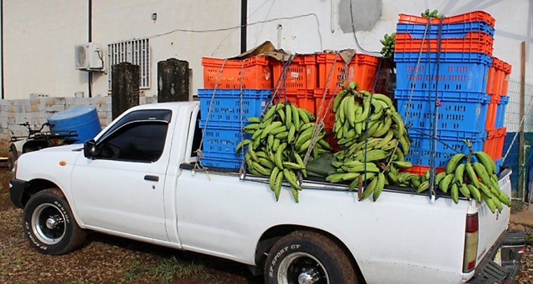 Retienen bananos pltanos y amps