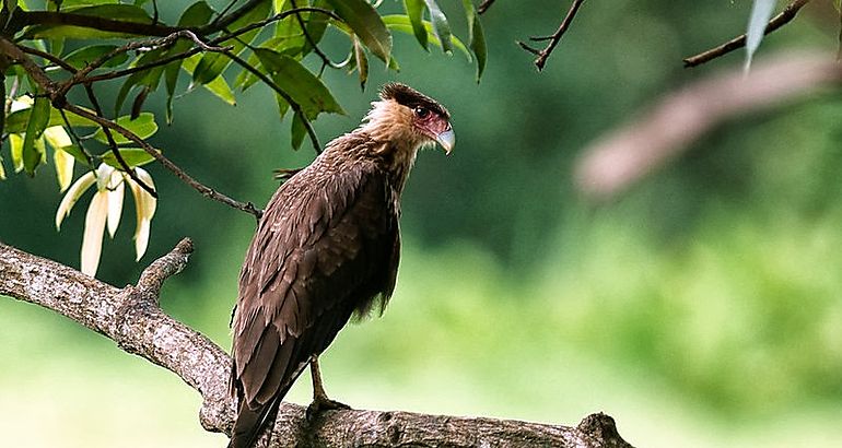 Aguila Caracara