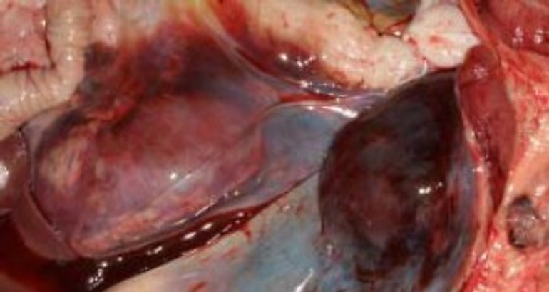Leucosis Viral Bovina