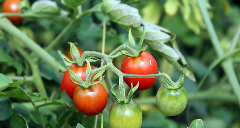 tomates cherry