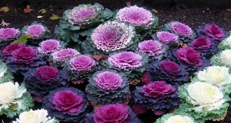  colores de flores de col