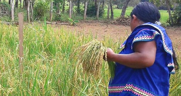 Productores de arroz 