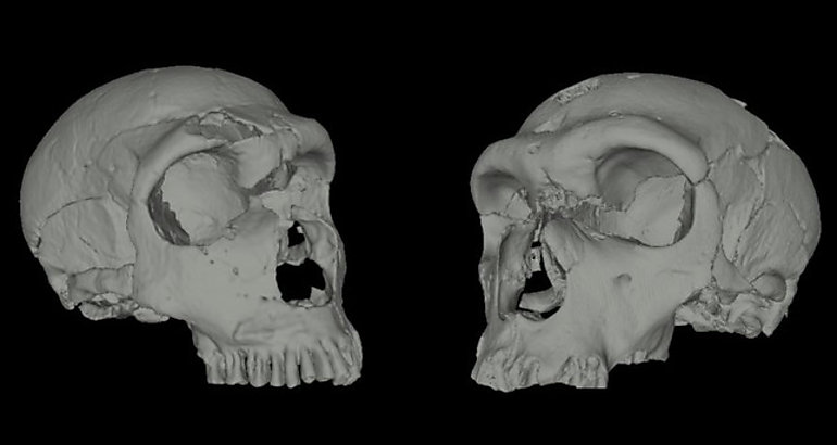 neandertales 