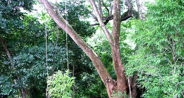 rbol Cocobolo