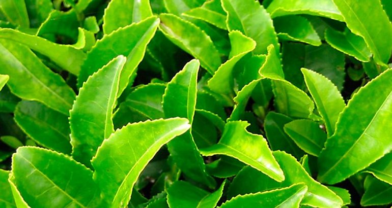 Planta del t
