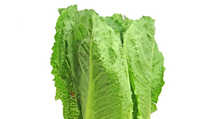 Lechuga Romana
