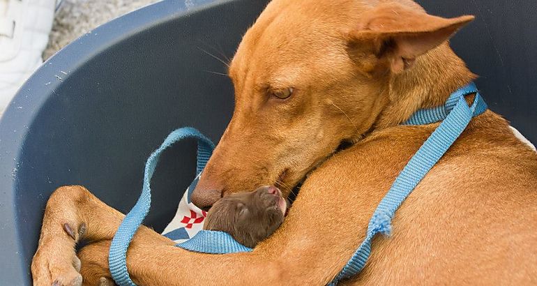 esterilizacin