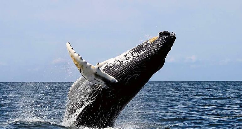 ballena