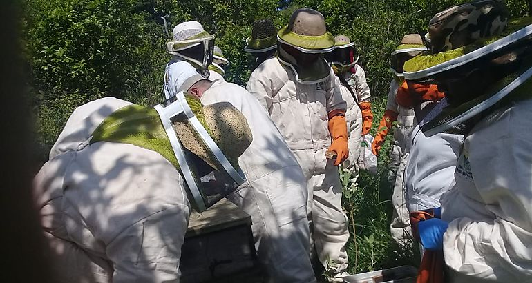 Apicultores 