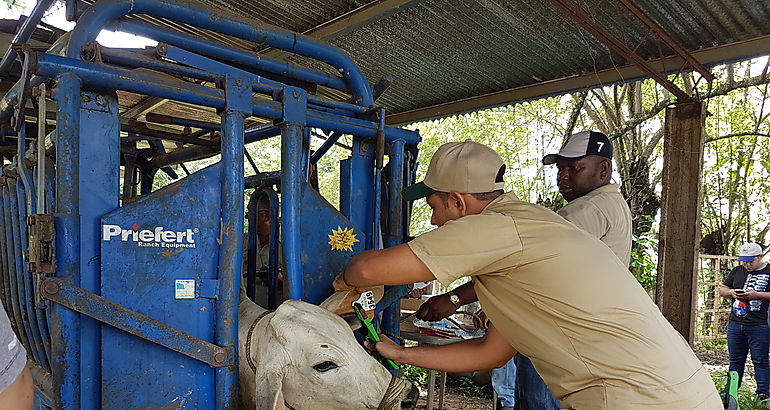 Control de ganado 