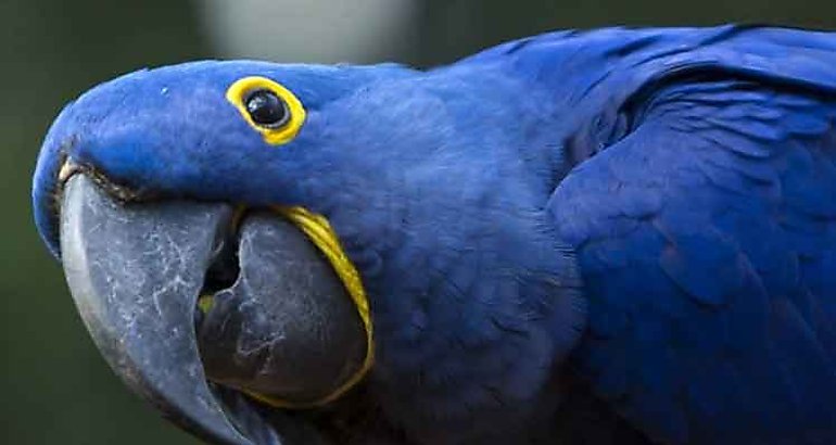 Loro