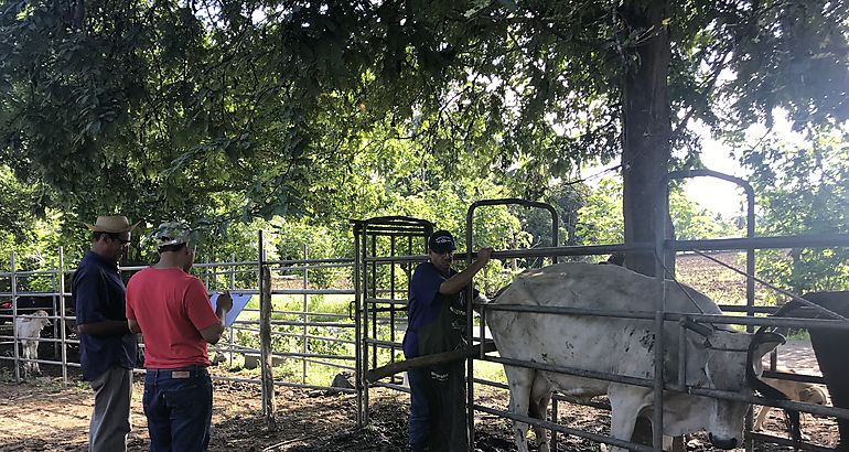 Avanzan actividades en fincas de difusin tecnolgica en Los Santos 