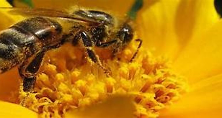 Abeja