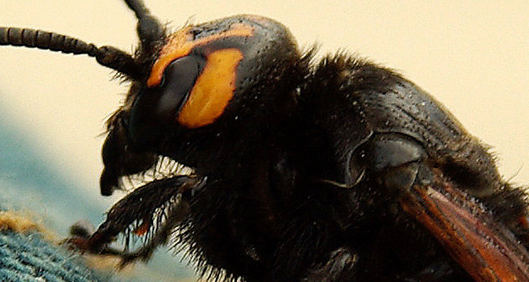 Abeja