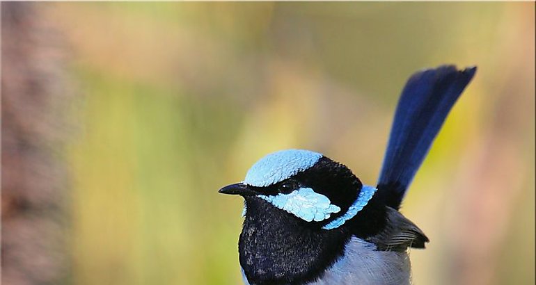 ratona australiana azul