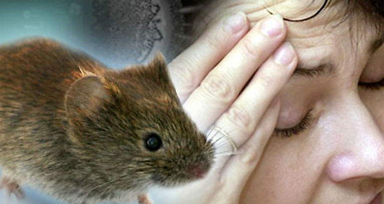 hantavirus