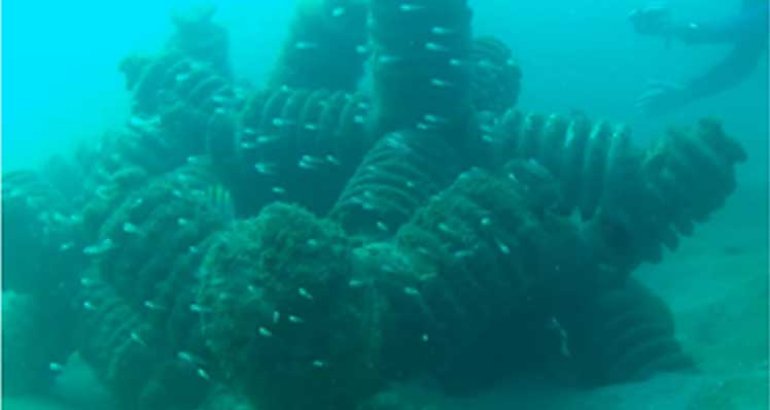 Peces ya se reproducen en arrecife artificial plantado en Costa Rica
