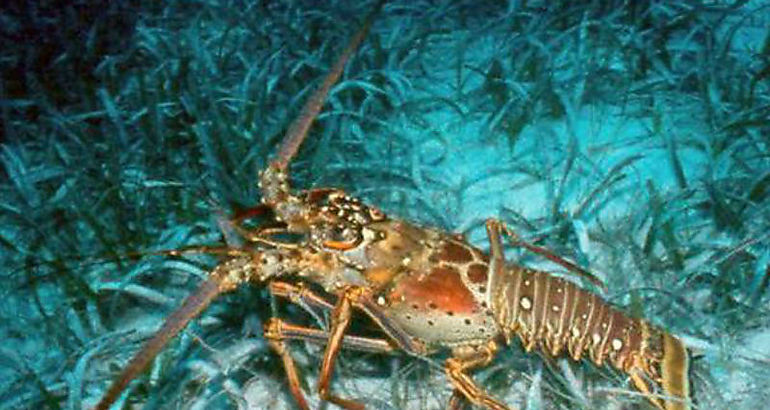 Langosta espinosa del Caribe