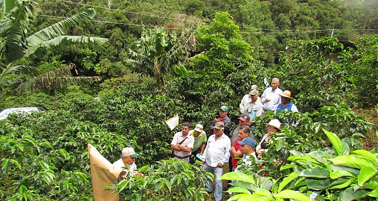 MIDA realiza da de campo sobre cultivo de Caf en Boquete 