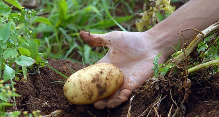 Agricultura Orgnica
