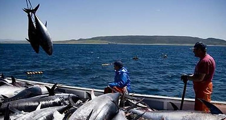 pesca de atn