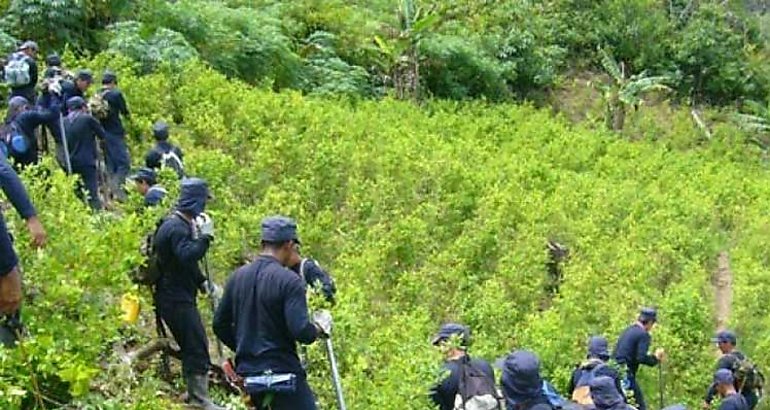 Plantaciones de coca en Colombia