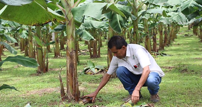 Cultivo del Pltano