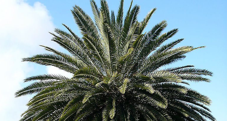 palmeras datileras