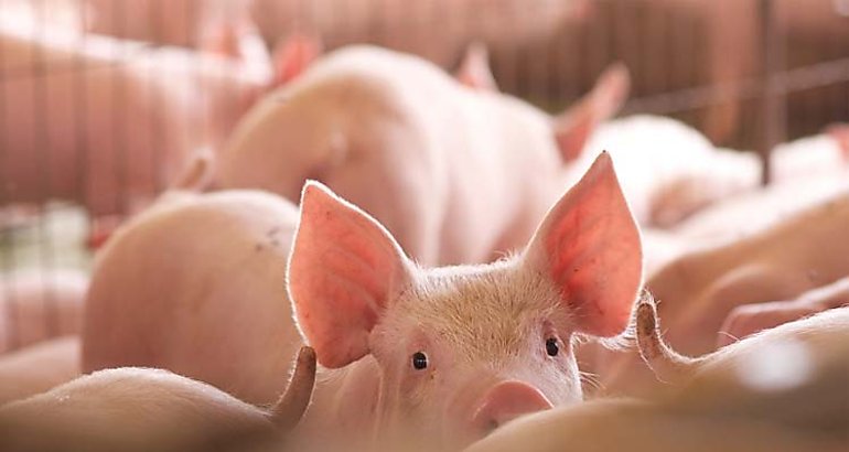 Puerco