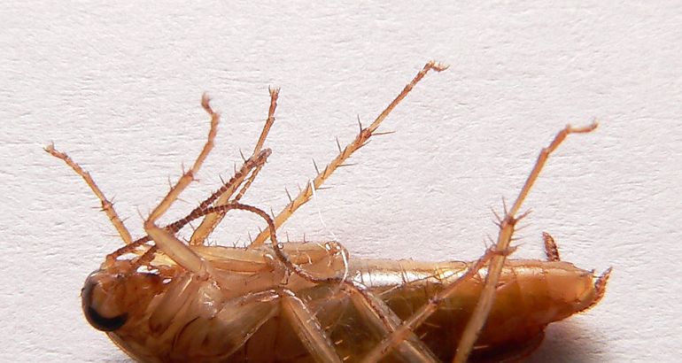 cucarachas rubias