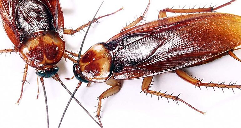 cucarachas rubias