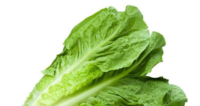 Lechuga Romana