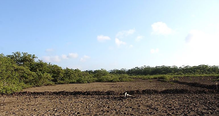 manglar en Chame