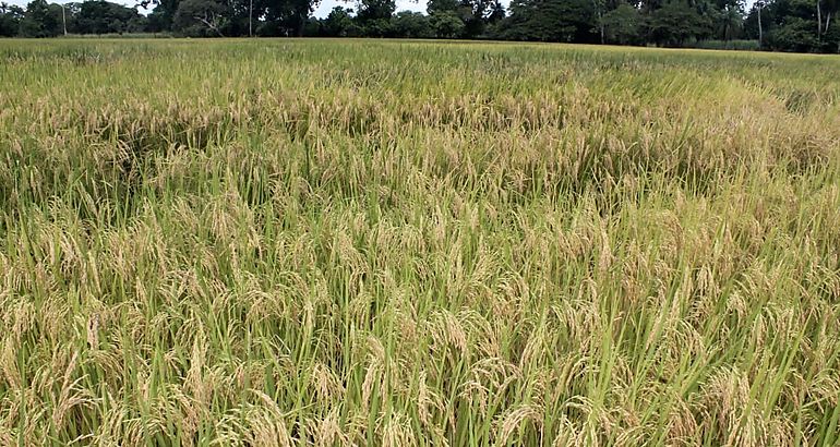 arroz