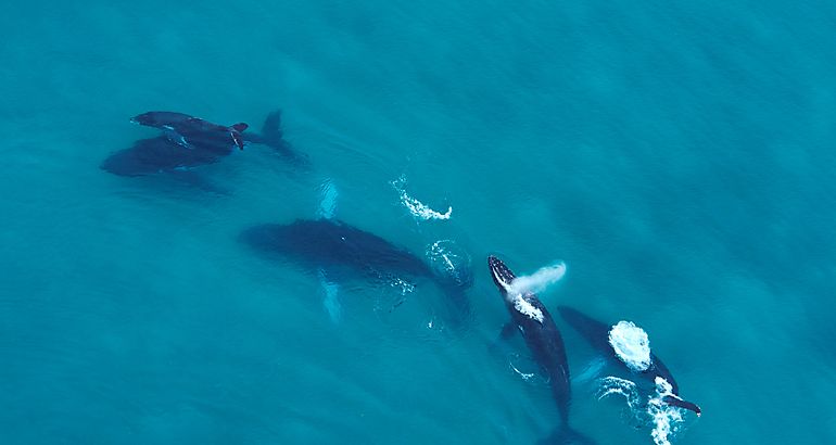 Ballenas 